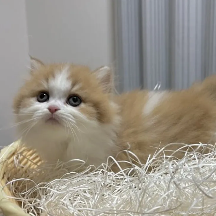 ID:2311-00404の子猫