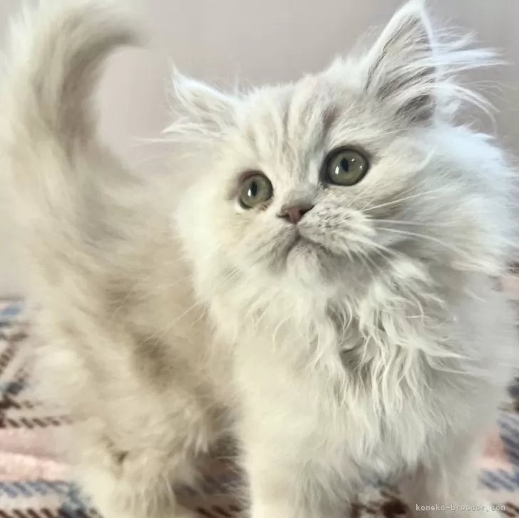 ID:2311-02667の子猫