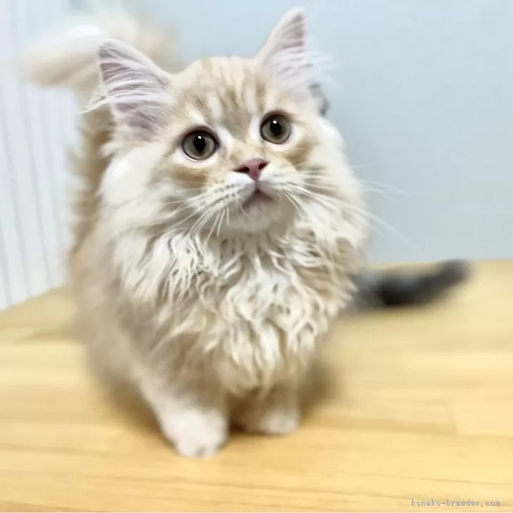 ID:2407-02353の子猫