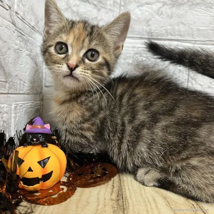 ID:2208-01067の子猫