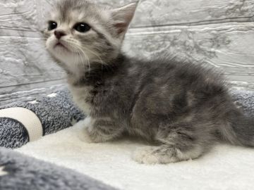 ミヌエット【群馬県・女の子・2022年9月29日・ブルータビー】の写真「淡いアメショカラーの短足ミヌエットちゃん⭐︎」