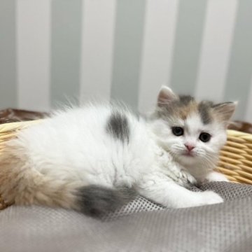 ミヌエット(長足)【群馬県・女の子・2023年5月11日・ダイリュートキャリコ】の写真「淡くキレイなミケちゃん⭐︎」