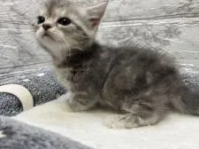 ミヌエット(短足)【群馬県・女の子・2022年9月29日・ブルータビー】の写真1