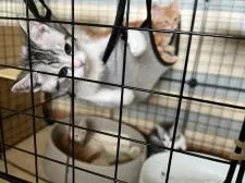 ミヌエット【群馬県・男の子・2022年3月26日・シルバータビー&ホワイト】の写真2「兄妹でお昼⭐︎」