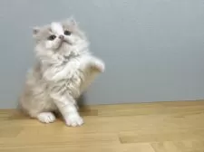 ミヌエット(長足)【群馬県・女の子・2024年11月18日・クリーム&ホワイト】の写真11