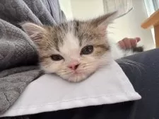 ミヌエット(長足)【群馬県・男の子・2025年11月15日・ブラウンタビー&ホワイト】の写真12