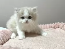 ミヌエット(長足)【群馬県・女の子・2024年11月18日・クリーム&ホワイト】の写真13