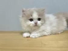 ミヌエット(長足)【群馬県・女の子・2024年11月18日・クリーム&ホワイト】の写真14