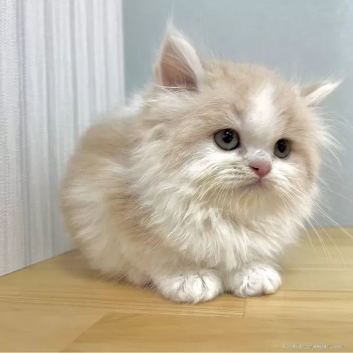 ID：2503-00794の子猫