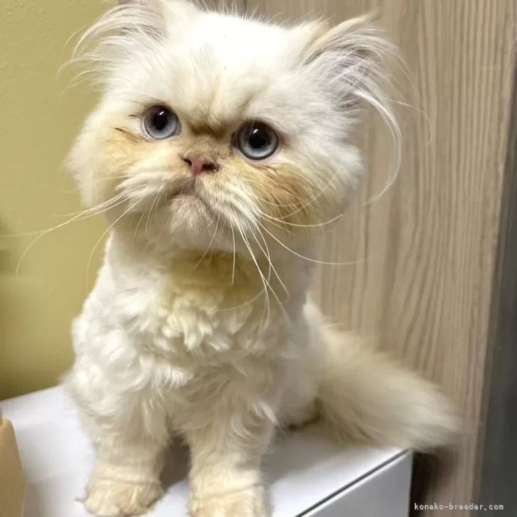 ID：2410-00081の子猫