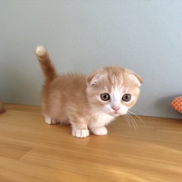 マンチカン(短足)【群馬県・女の子・2025年8月25日・レッドタビー&ホワイト】の写真「可愛い短足ちゃん⭐︎」