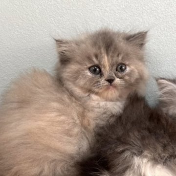 ミヌエット(長足)【群馬県・女の子・2025年10月6日・ブルークリーム】の写真「優しいお顔のふわふわちゃん💜」