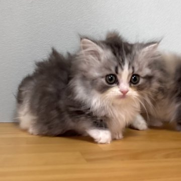 ミヌエット(短足)【群馬県・男の子・2025年10月6日・シルバータビー&ホワイト】の写真「ふわもこの短足君🩵」