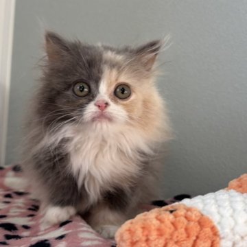 ミヌエット(短足)【群馬県・女の子・2025年10月6日・三毛(ダイリュートキャリコ)】の写真「淡いカラーの三毛ちゃん❤️いつでもお迎え可能です⭐」