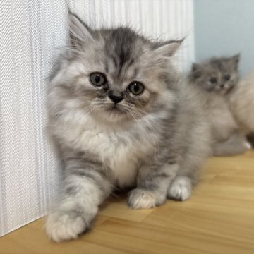 ミヌエット(長足)【群馬県・女の子・2025年10月6日・シルバーパッチドタビー】の写真「元気なふわふわちゃん🩷」