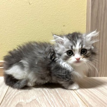 ミヌエット(短足)【群馬県・男の子・2025年10月6日・シルバータビー&ホワイト】の写真「ふわもこの短足君🩵」