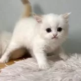 ミヌエット(長足)
