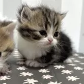 ミヌエット(短足)