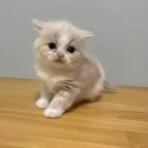 ミヌエット(長足)