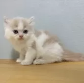 ミヌエット(長足)