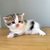 ミヌエット(長足)