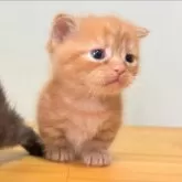 ミヌエット(短足)