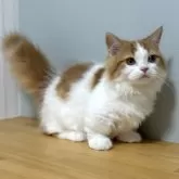 ミヌエット(短足)