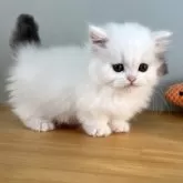 ミヌエット(短足)