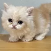 ミヌエット(短足)