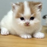 ミヌエット(短足)