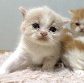 ミヌエット(長足)