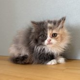 ミヌエット(短足)