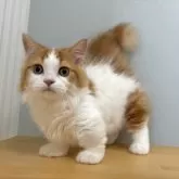ミヌエット(短足)