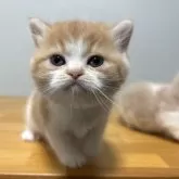 ミヌエット(長足)【群馬県・女の子・2025年11月8日・レッドタビー&ホワイト】の写真2