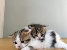 ミヌエット(短足)【群馬県・男の子・2025年11月15日・ブラウンタビー&ホワイト】の写真3