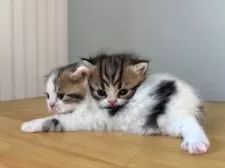 ミヌエット(短足)【群馬県・男の子・2025年11月15日・ブラウンタビー&ホワイト】の写真4