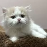 ミヌエット(長足)【群馬県・女の子・2024年11月18日・クリーム&ホワイト】の写真6