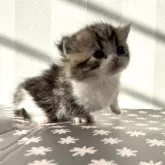 ミヌエット(短足)【群馬県・男の子・2025年11月15日・ブラウンタビー&ホワイト】の写真6