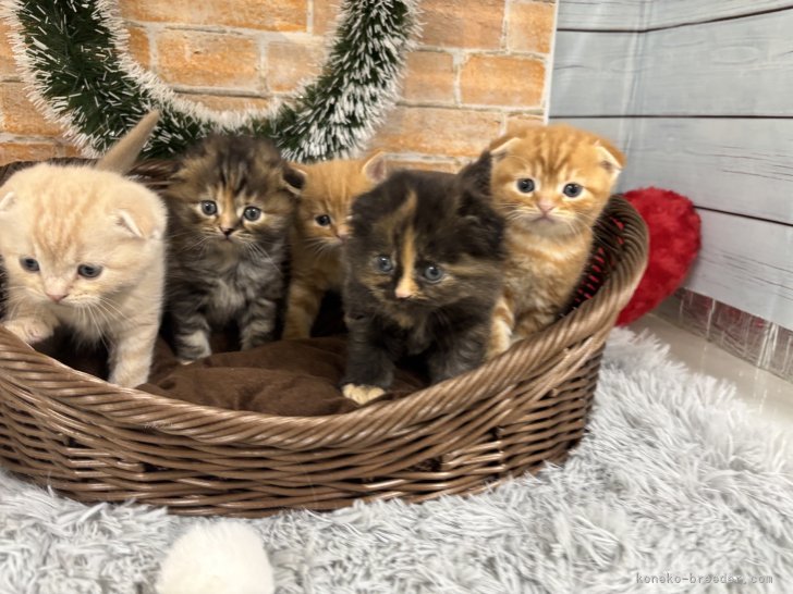 神津恭祐ブリーダーのブログ：5兄弟勢揃い 元気に成長中