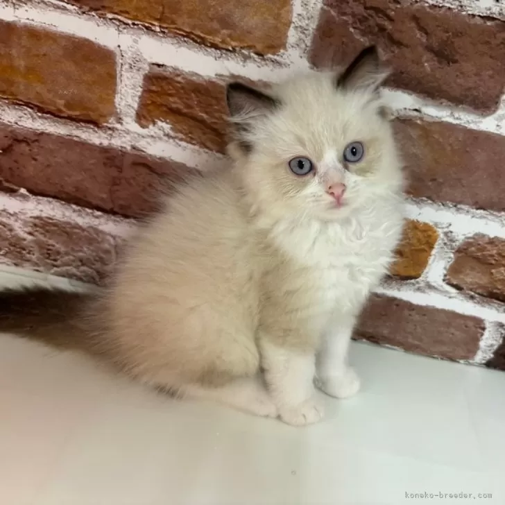 ID：2409-02859の子猫