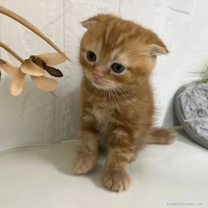 ID:2311-00408の子猫