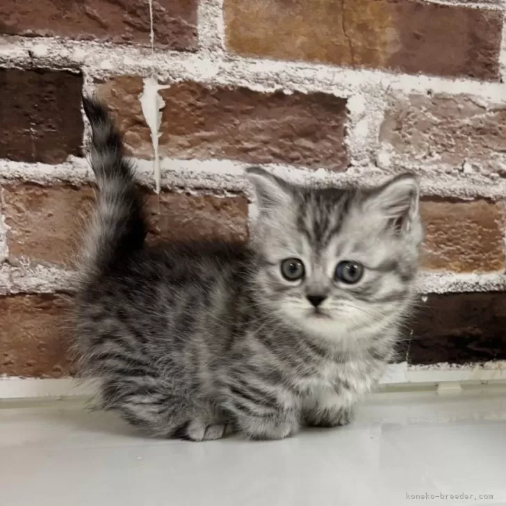 ID:2412-00457の子猫