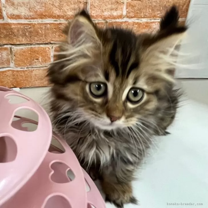 ID：2405-01790の子猫
