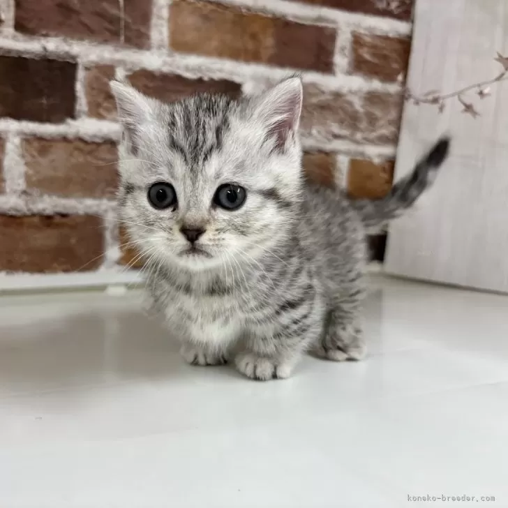 ID：2412-00914の子猫