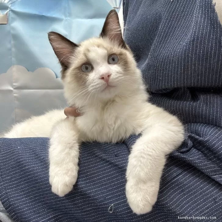 もちっこ 様のお迎えした子猫