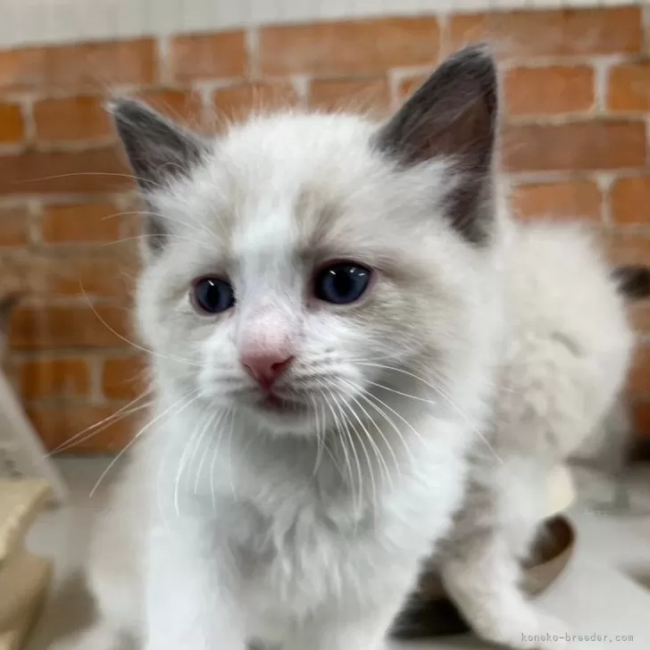 ID：2404-02712の子猫