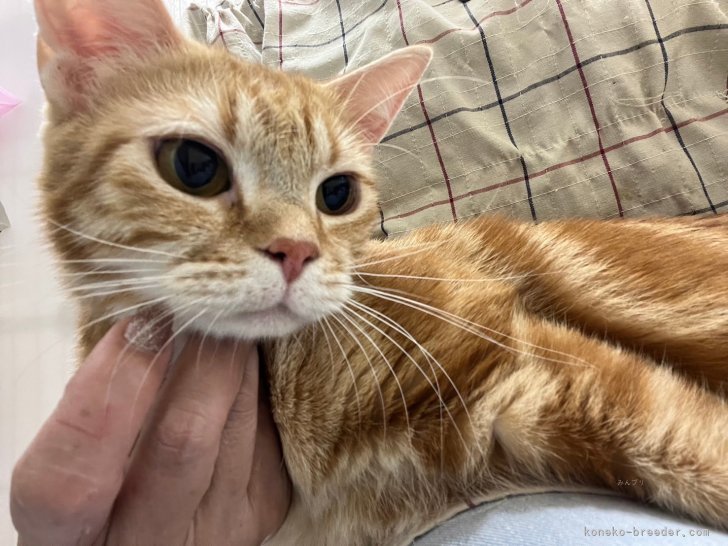 アメリカンショートヘア【・女の子・2022年7月1日・レッドタビー】