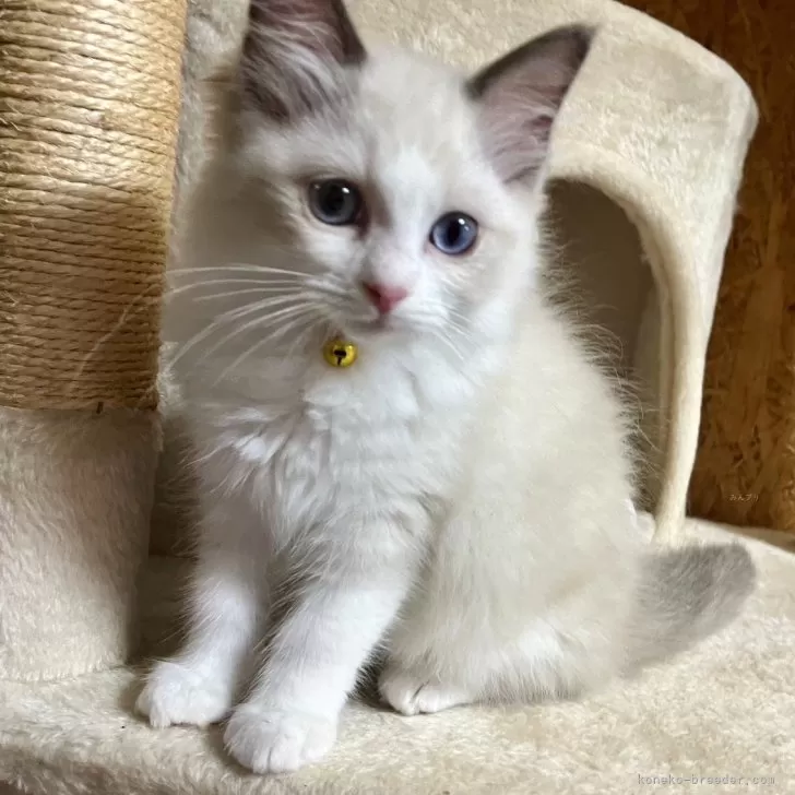 ID：2404-02827の子猫