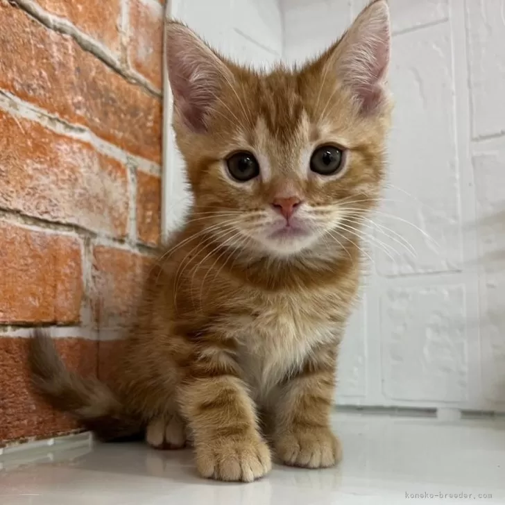 ID：2405-03598の子猫