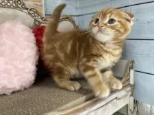 スコティッシュフォールド(折れ耳)【東京都・男の子・2025年10月29日・レッドタビー】の写真10